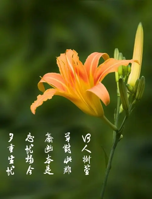 新月涂裝祝福:天下所有母親,節日快樂! 新月涂裝祝福:天下所有母親,節日快樂!